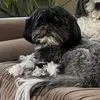 WalkerVet_Stockton - @walk.vet - TikTok