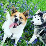 Thestraitondogwalkers - @thestraitondogwalkers - Instagram