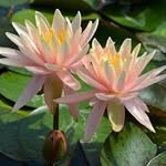 Walker Avenue Nursery - @walkerwaterscapes - Instagram