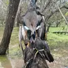 Walkeryoung525 - @walkeryoung525 - TikTok