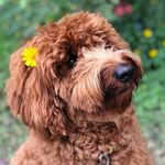 Wallace Alexander 🐾 - @labradoodle_wallace - Instagram
