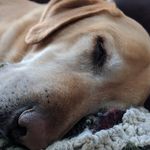 Wallace Alexander Myhill - @wallace.wallingo - Instagram