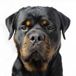 Wallace Alfredo Barker - @huntingtonbeachgoodboy - Instagram