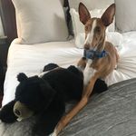 Wallace Barker - @charleston_hound - Instagram