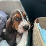 Wallace - @wallace_bassethound - Instagram