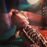 Wallace - @bearded_wallace - Instagram