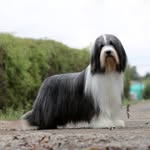 @wallacebeardedcollie - Instagram