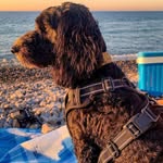 Wallace Beck - @wallacebeckdog - Instagram