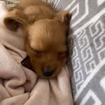 Nicola Wallace Bell - @wallacenicola - Instagram