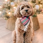 Wallace Bell - @cavapoo_named_wallace - Instagram