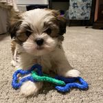 Wallace Bennett 🐶 - @wallacetheteddy - Instagram