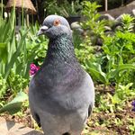 Wallace - @wallace_littlebird - Instagram