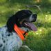 Wallace Bird Dogs - Facebook
