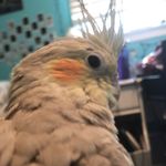 Wallace E Bird - @wallofritz - Instagram