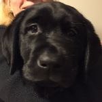 Wallace Black Beauty Murphy - @hisnameiswallace - Instagram