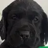 wallacethedog - @wallacetheblacklab - TikTok