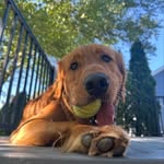 wallace boyd - @wallybgolden - Instagram