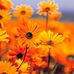 Barbara Wallace-Boyer - Facebook