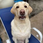 Wallace Brewer 🐾 - @_wallacebrewer_ - Instagram