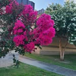 Deb McBride Bridges-Wallace - @bridgeswallace - Instagram