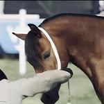 wbshowteam 🇬🇧 - @wallace_bryantshowteam - Instagram