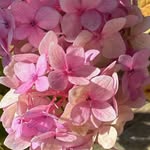 Sharon Wallace Burton - @swburton2017 - Instagram