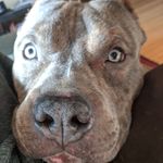 Biggie Wallace Chambers - @notorious_biggie_wallace - Instagram