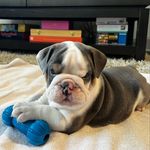 Wallace B Chambers - @_wallys_worlddd - Instagram