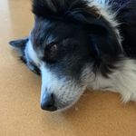 Archer Wallace-Cook - @archer_wallace_2008_ - Instagram
