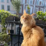 Sir Wallace - @sir.wallace_cooney - Instagram