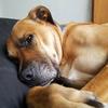Wallace Cross - @wallythedog - TikTok
