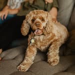 Hugo Wallace Dickinson Bode - @hugoboss_thepup - Instagram