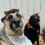 Ｆｏｓｔｅｒ ＆  Ｗａｌｌａｃｅ  🐾 - @fosterlickswallace - Instagram