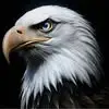 Wallace Gray - @wallace.gray6 - TikTok