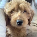 Wallace EJ Henderson-Edwards - @wallythegrood - Instagram