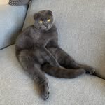 Wallace Howard - @wallythescot - Instagram