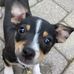 Wallace Lambert - Facebook
