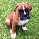 Little Wallace - @the_little_wallace - Instagram