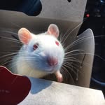 Mr Wallace & Little Jerry - @mr_wallace_the_rat - Instagram