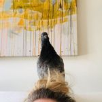 Wallace - @wallace_littlebird - Instagram