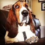Sir Wallace Long Ears - @wally_thebasset - Instagram
