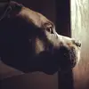 wallacemay2 - @wallacemay2 - TikTok
