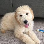 Wallace Randall McDowell - @wallace_the_doodle - Instagram