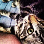 Wallace Rivera-Hockenberry - @wallacethetabby - Instagram