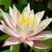 Wallis Roarke - Facebook