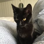 Mia Wallace Sanchez Jr. - @bryrmegkatten - Instagram