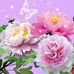 Rocklynn Schaefer - Facebook