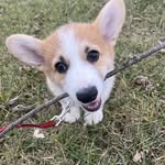 Wallace but Wally for short - @its_just_wallys_world - Instagram