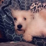 Wallace The Short - @wallacetheshort - Instagram