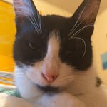 wallace (walle for short) - @mr.wallewallace - Instagram